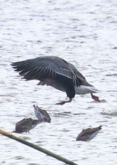Pink-footed Goose - ML633159318