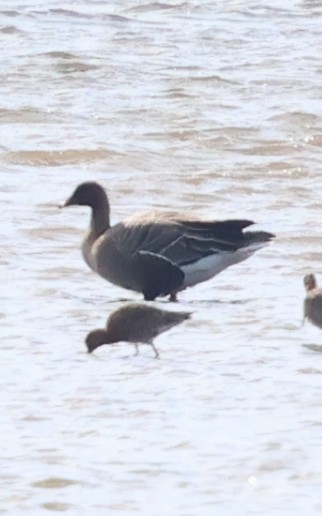 Pink-footed Goose - ML633159320
