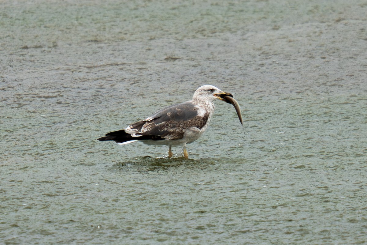 Lesser Black-backed Gull - ML633159357