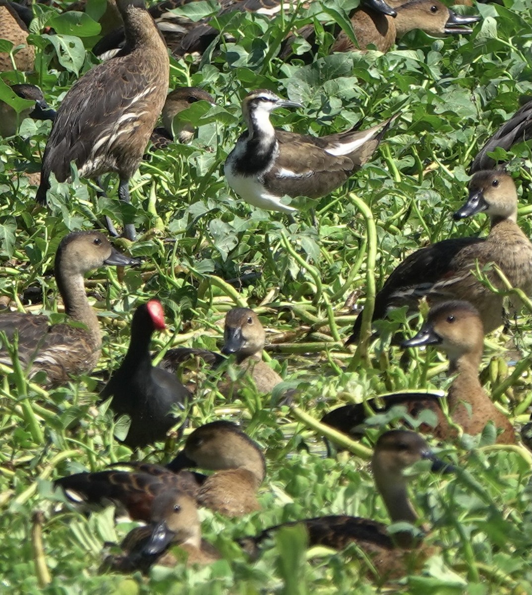 Pheasant-tailed Jacana - ML633159563