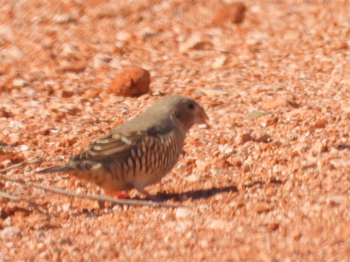 Red-headed Finch - ML633159679