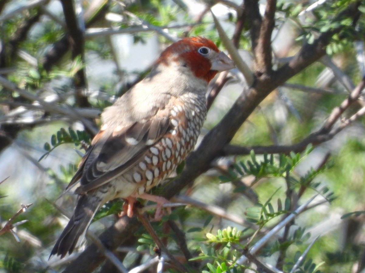 Red-headed Finch - ML633159697