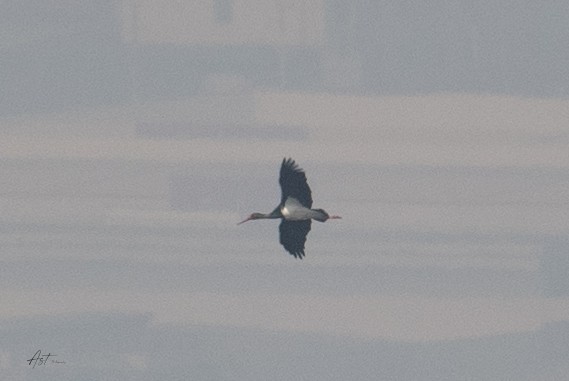 Black Stork - ML633159745