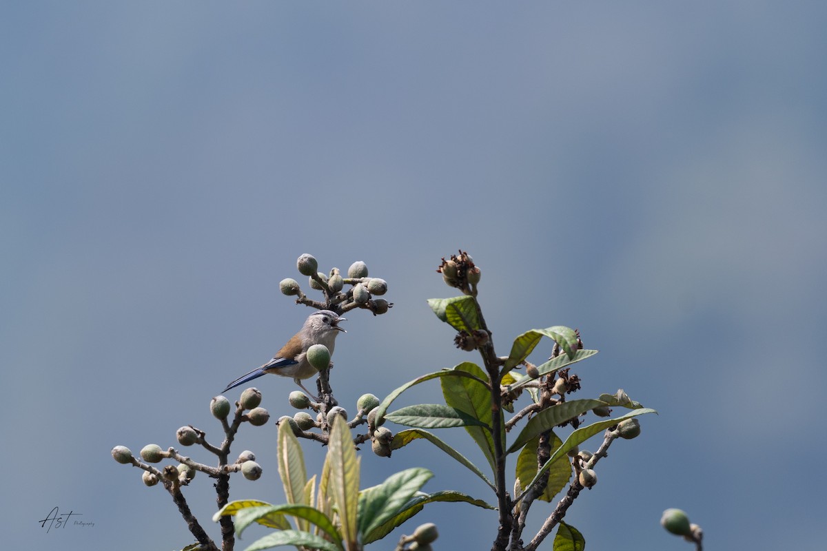 Blue-winged Minla - ML633159751