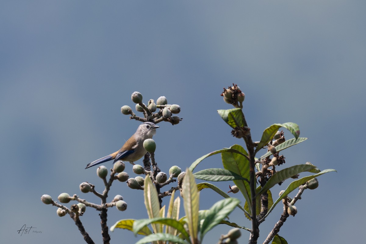 Blue-winged Minla - ML633159752