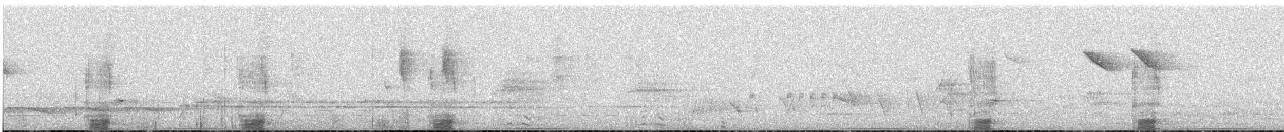 Tadorne d'Australie - ML633159847