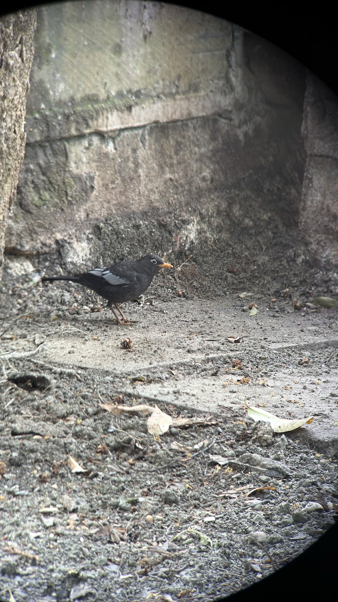 Gray-winged Blackbird - ML633159995