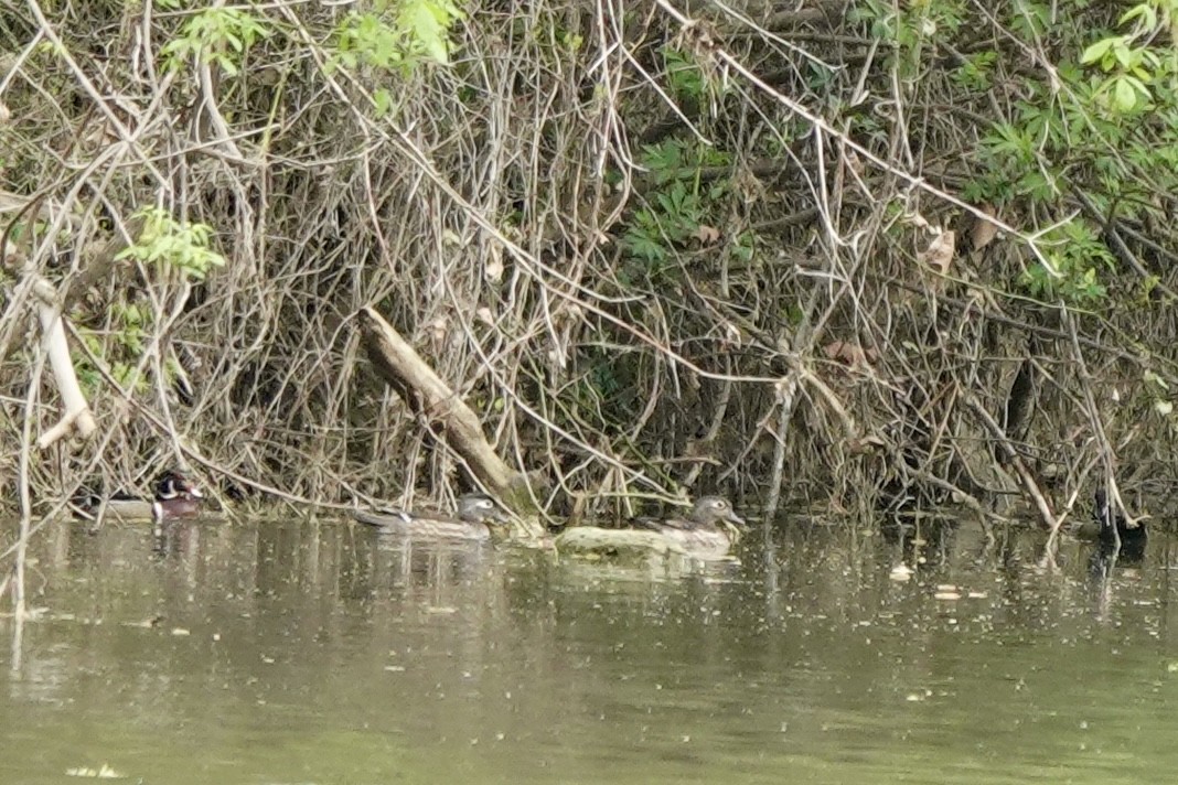 Wood Duck - ML633160110