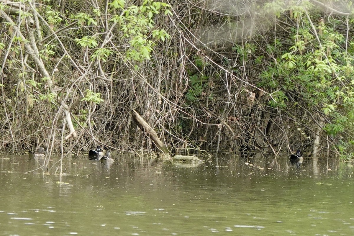 Wood Duck - ML633160111