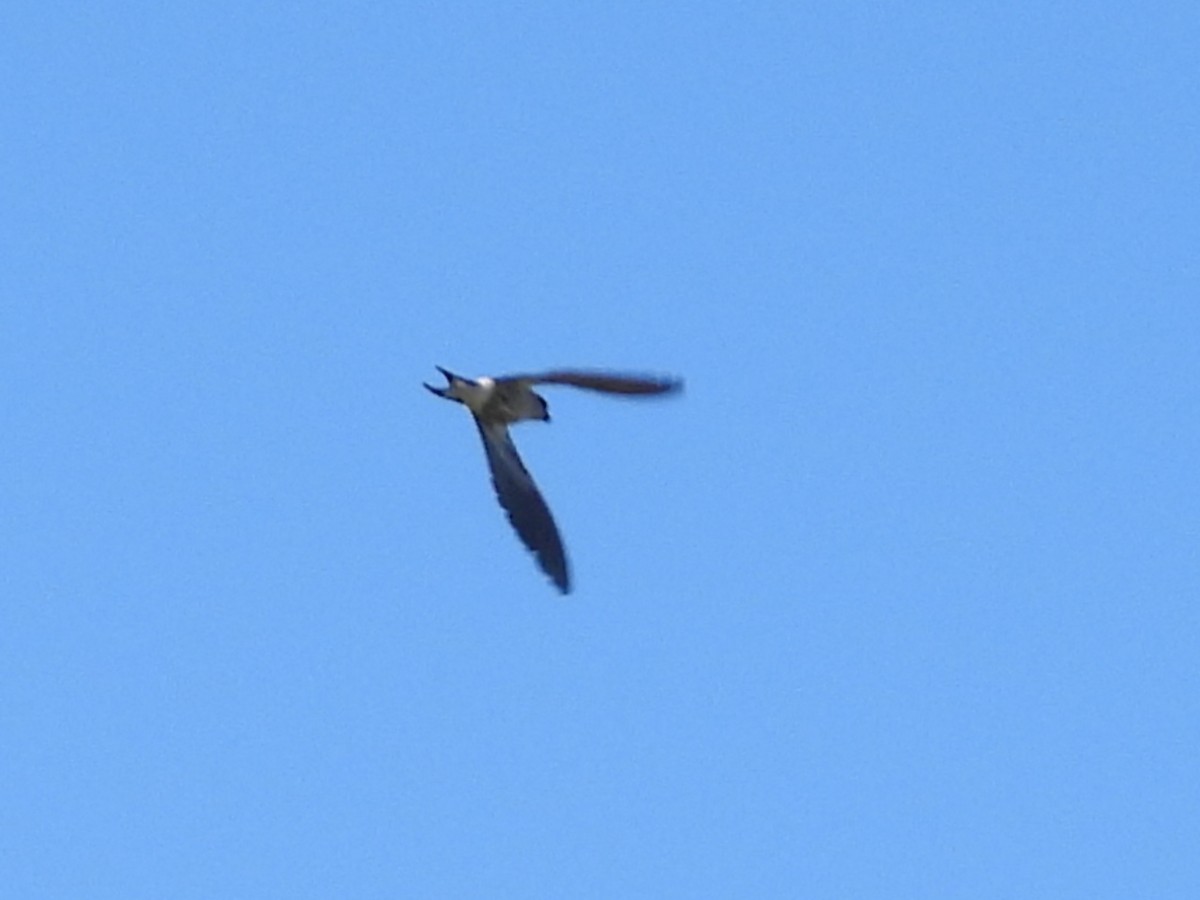 Greater Striped Swallow - ML633160149