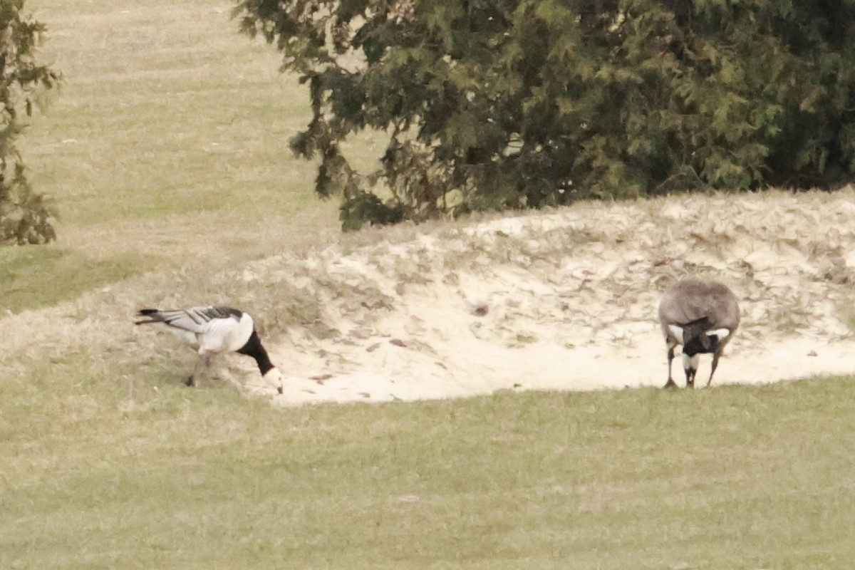 Barnacle Goose - ML633160223