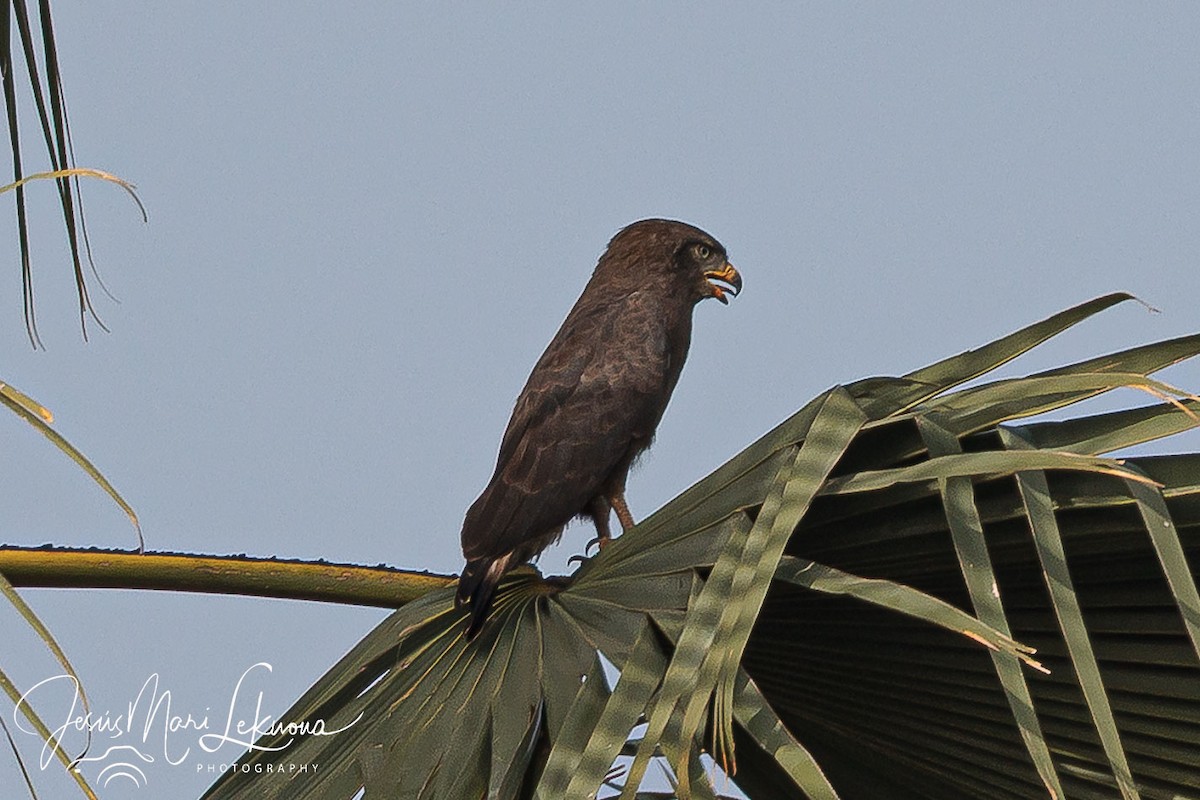 Western Banded Snake-Eagle - ML633160401
