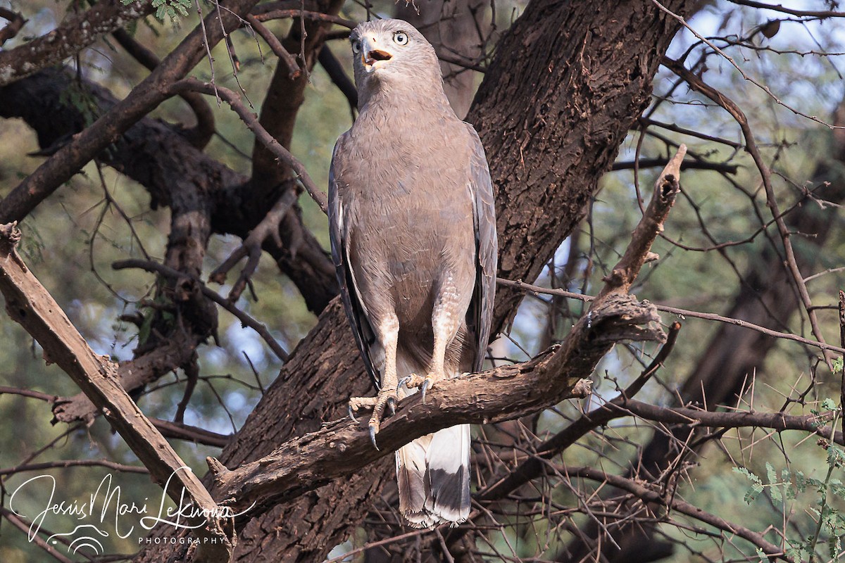 Western Banded Snake-Eagle - ML633160420