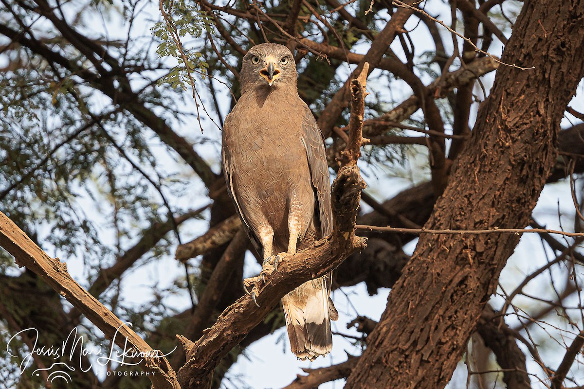 Western Banded Snake-Eagle - ML633160454