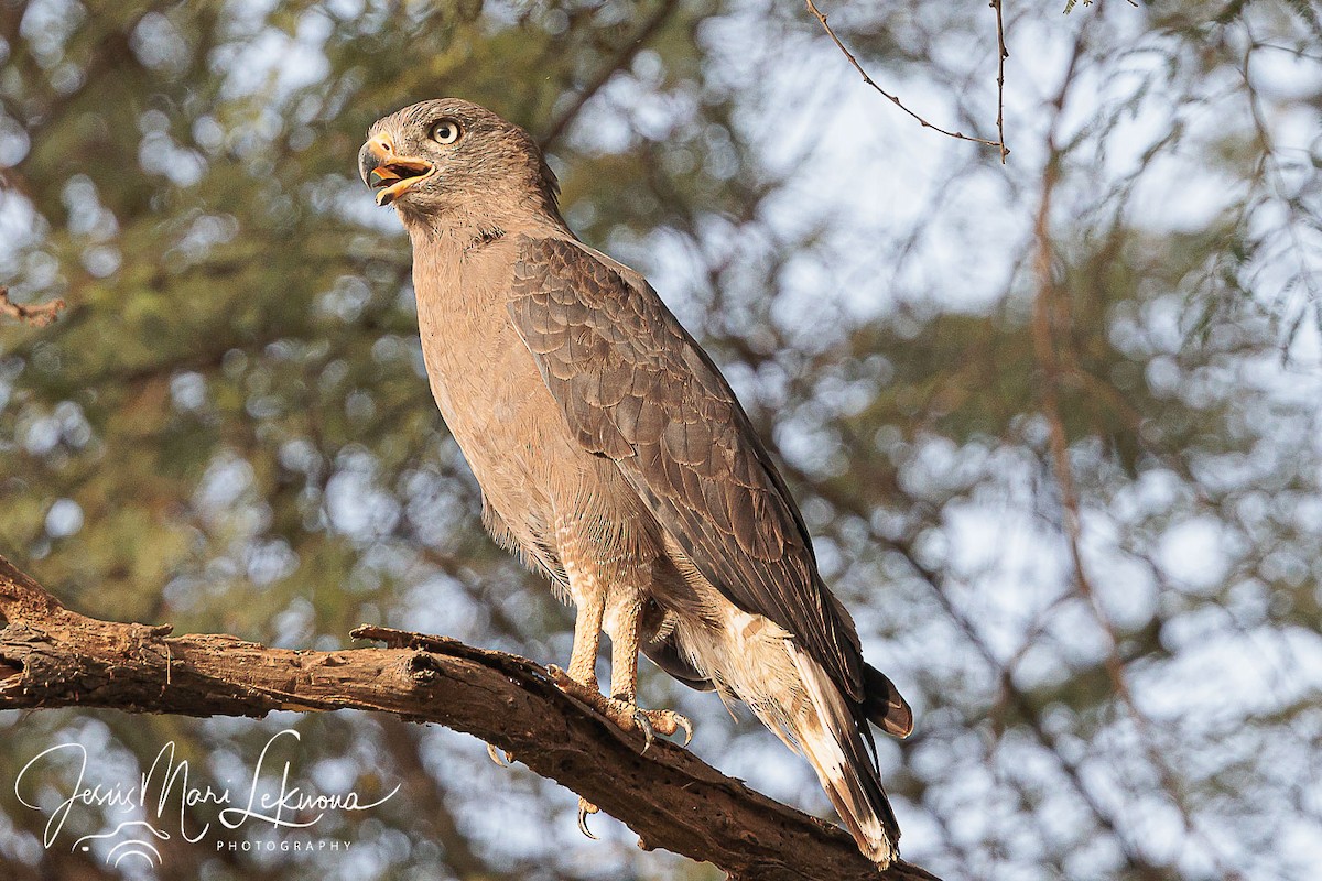 Western Banded Snake-Eagle - ML633160476
