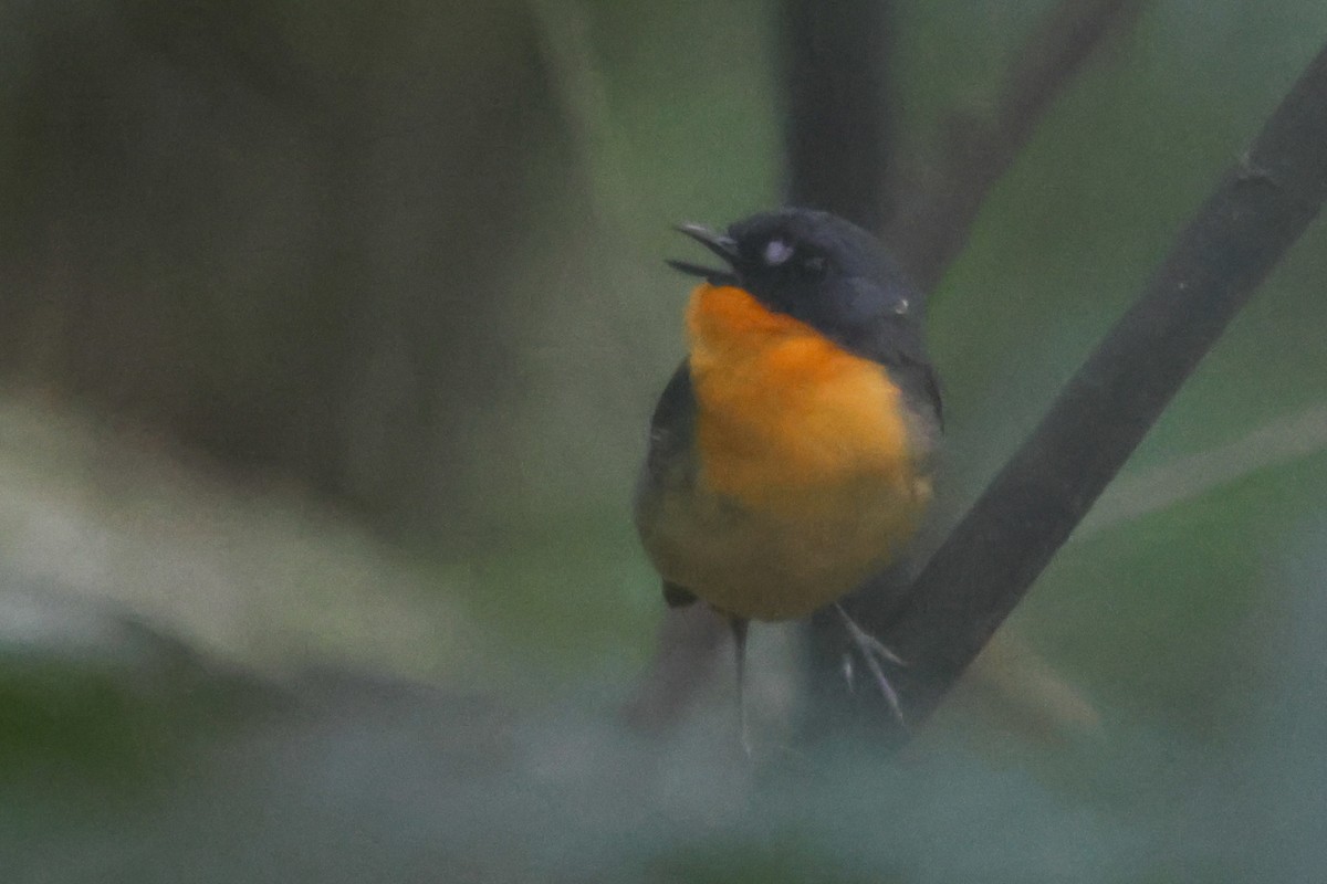 Yellow-breasted Forest Robin - ML633160785