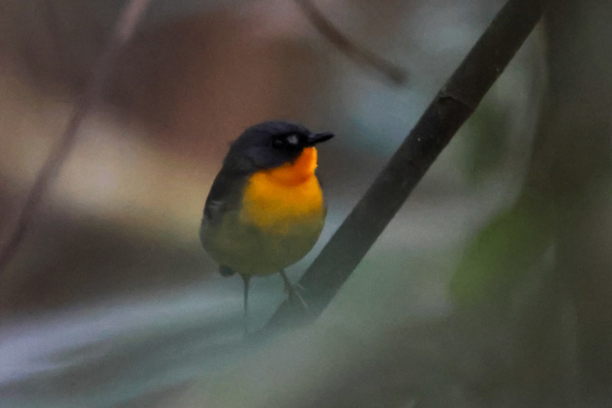 Yellow-breasted Forest Robin - ML633160786