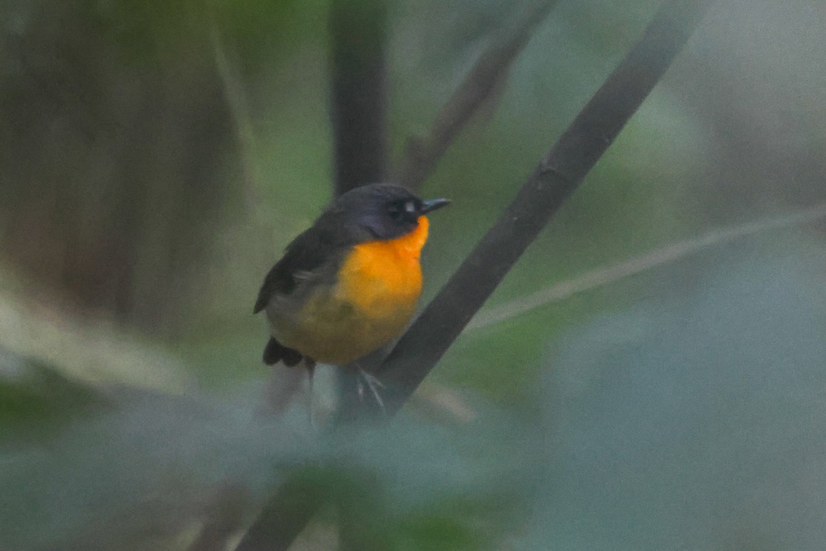 Yellow-breasted Forest Robin - ML633160787