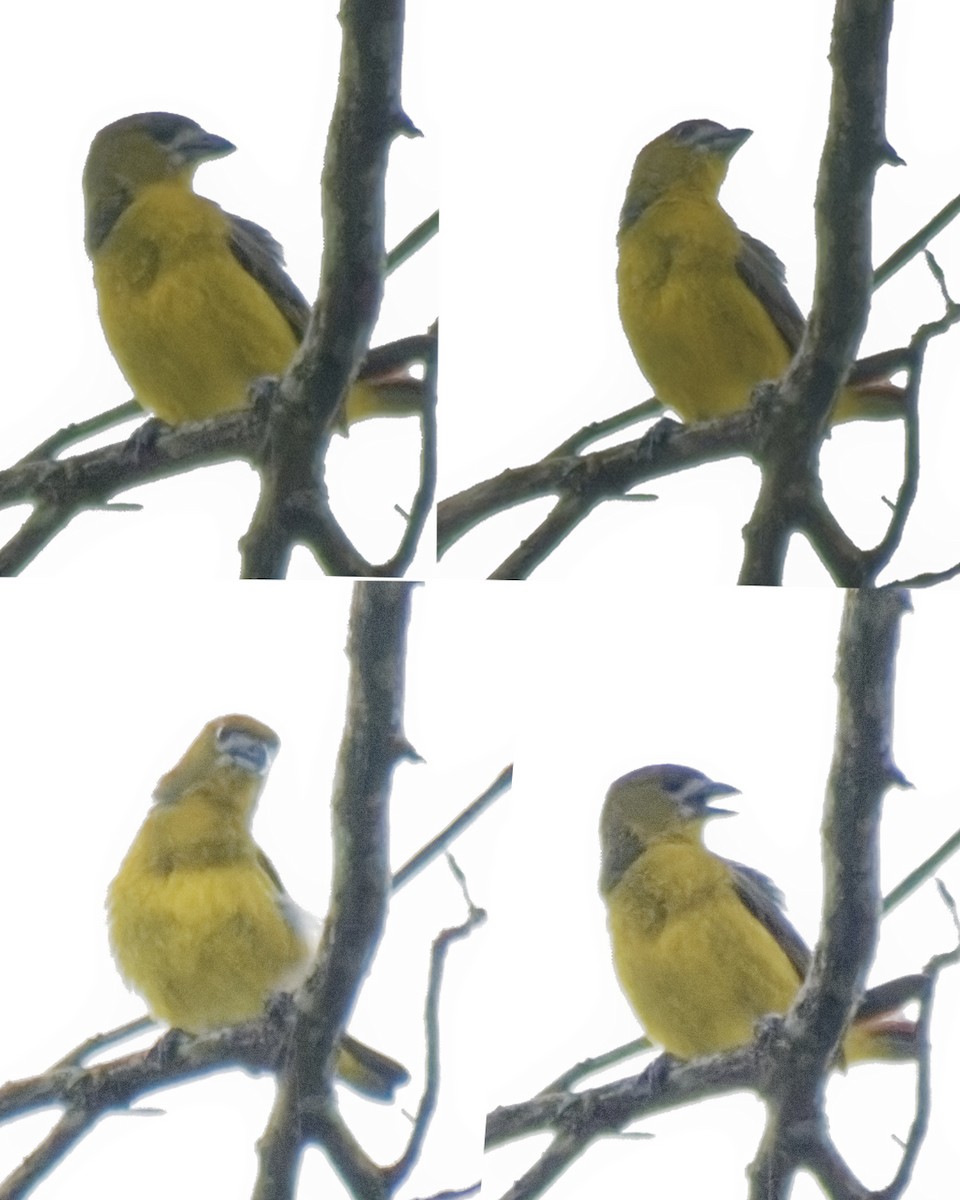 Golden-bellied Euphonia - ML633160806