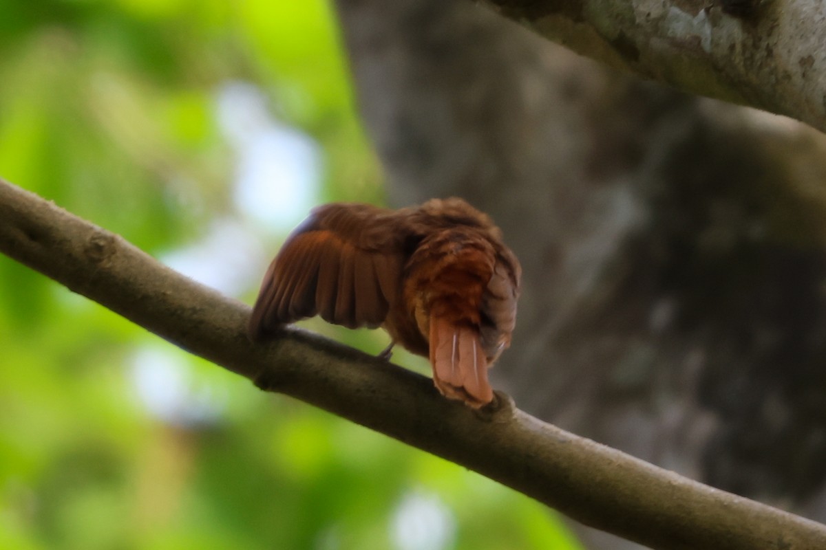Rufous Flycatcher-Thrush - ML633160809