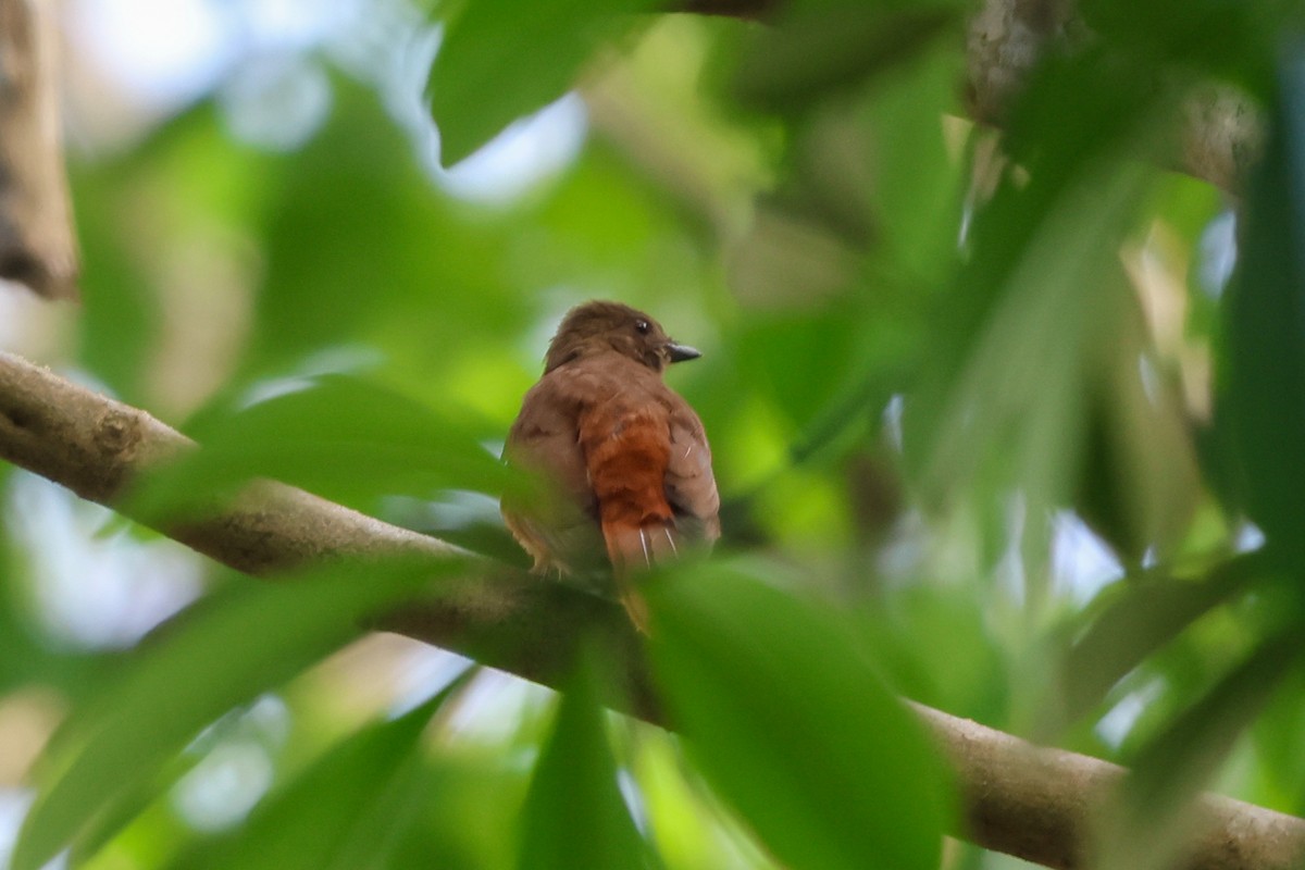 Rufous Flycatcher-Thrush - ML633160810