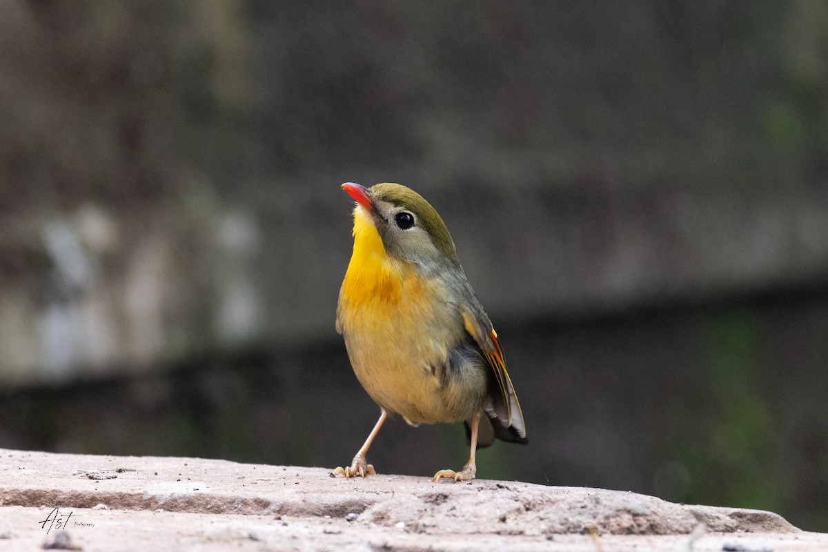 Red-billed Leiothrix - ML633160822