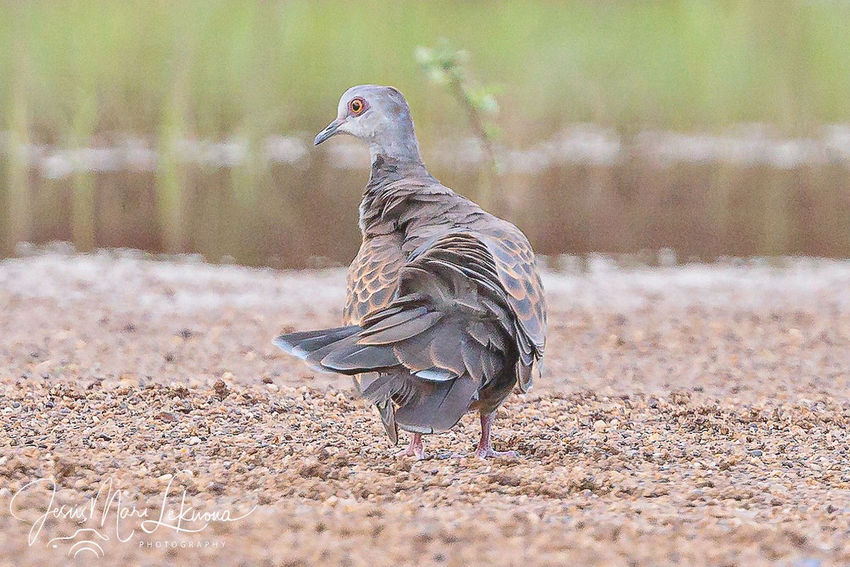 Adamawa Turtle-Dove - ML633160918
