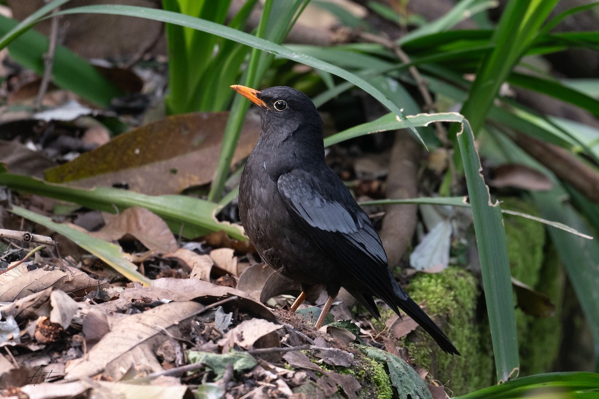 Gray-winged Blackbird - ML633160922