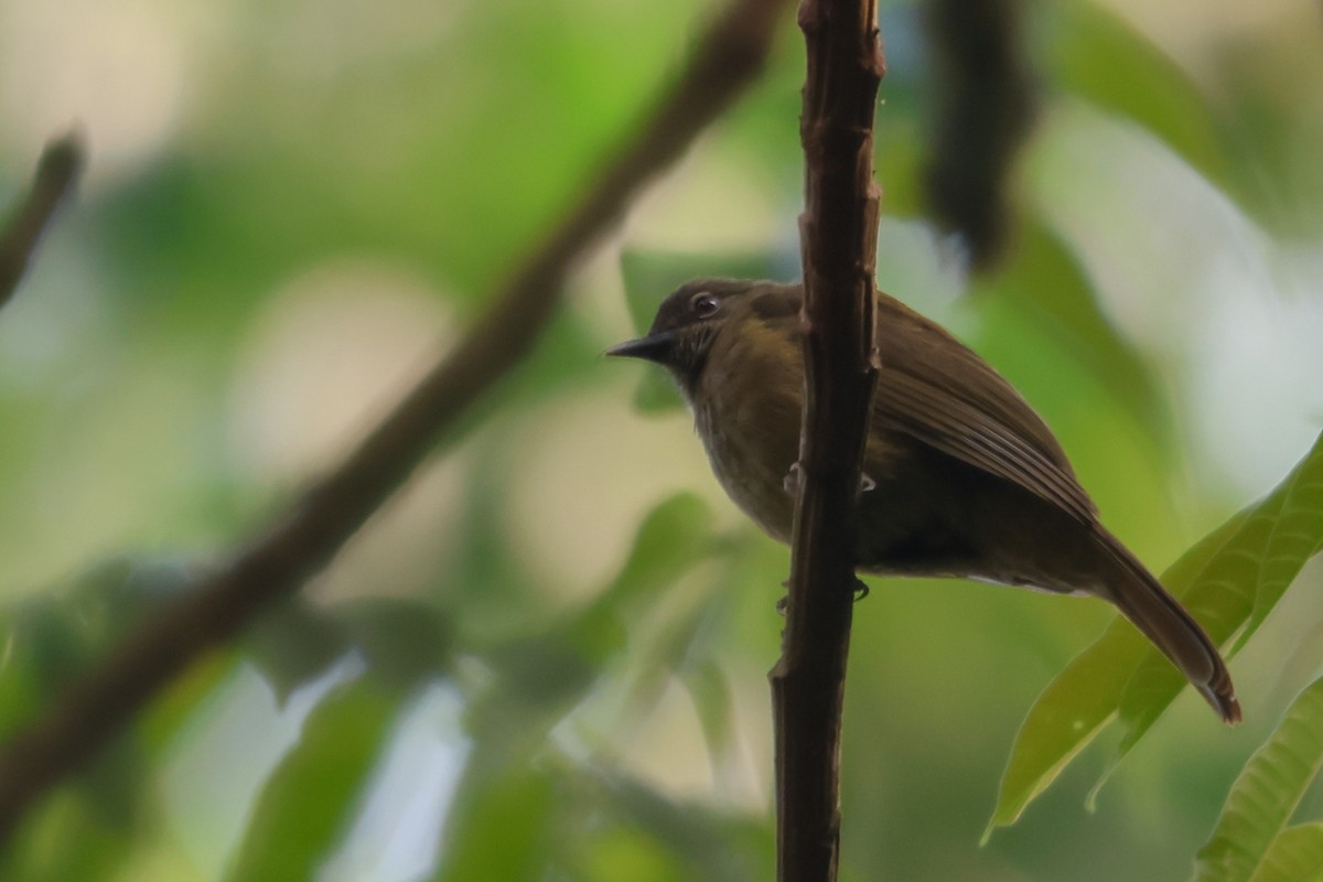 Rufous Flycatcher-Thrush - ML633160923