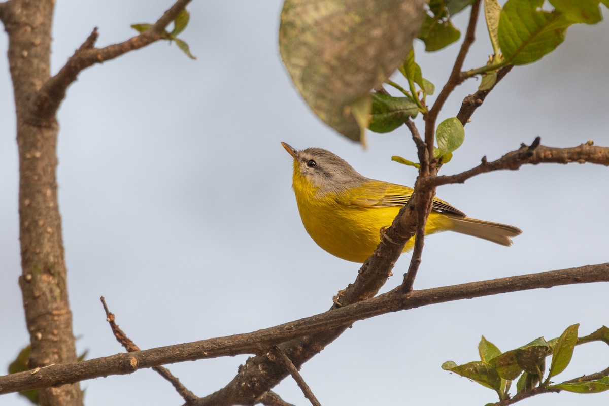 Gray-hooded Warbler - ML633160930