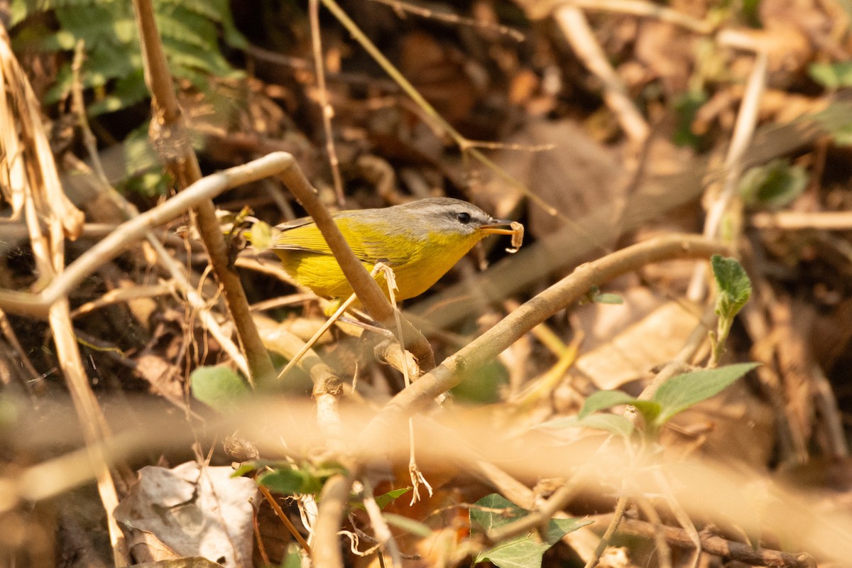 Gray-hooded Warbler - ML633160932