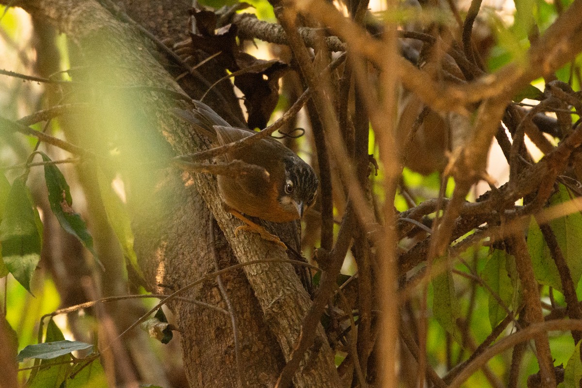 Gray-throated Babbler - ML633160939