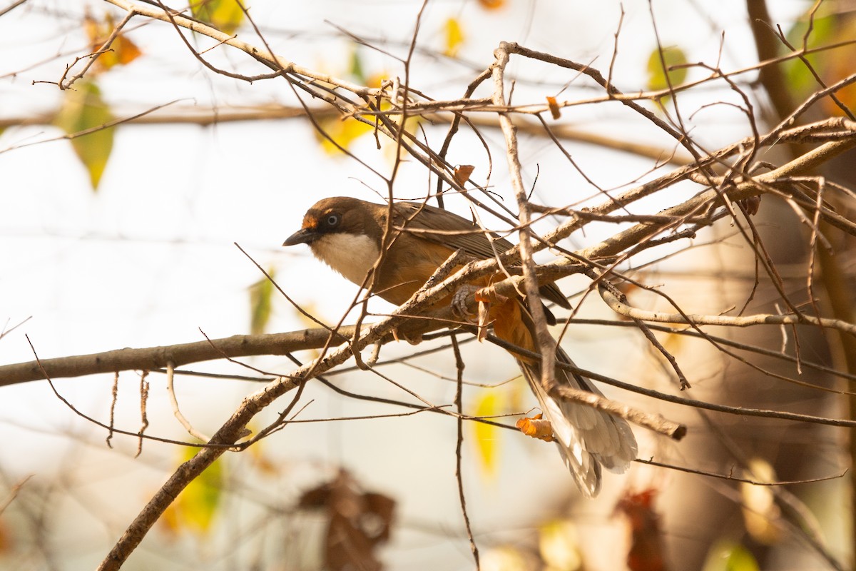 White-throated Laughingthrush - ML633160959