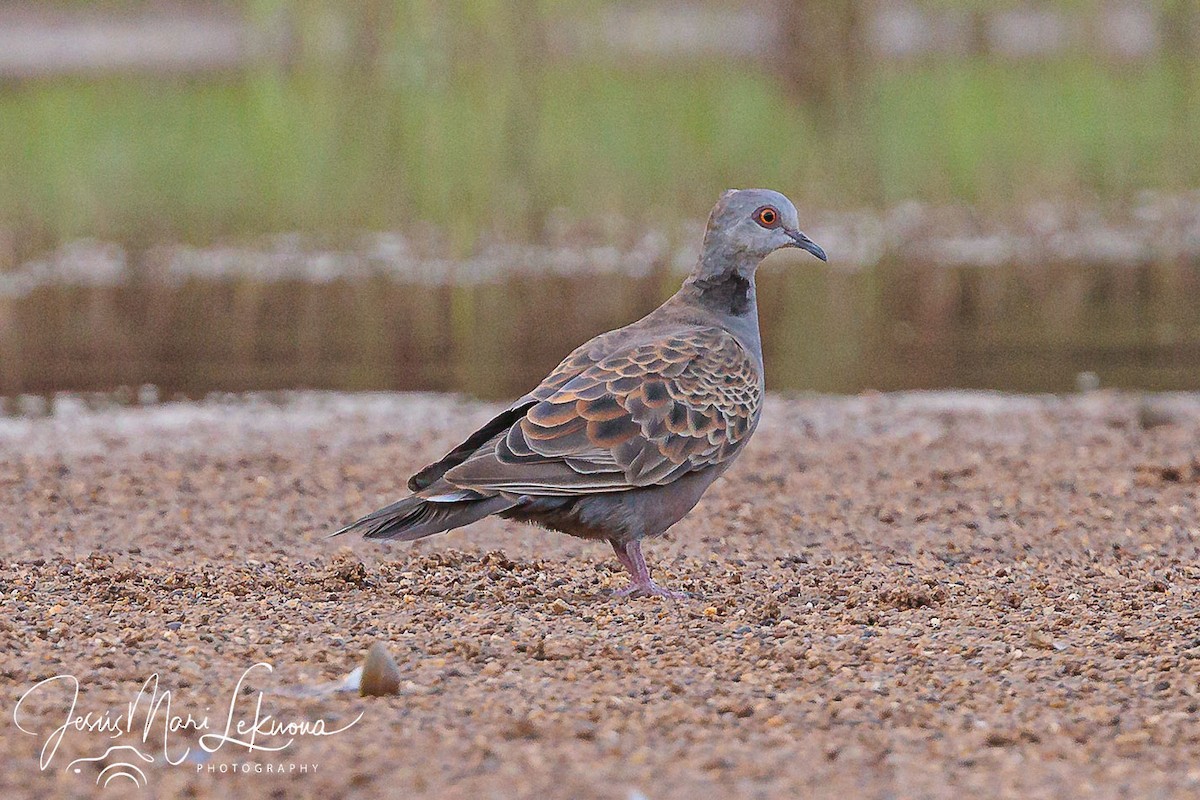 Adamawa Turtle-Dove - ML633160962