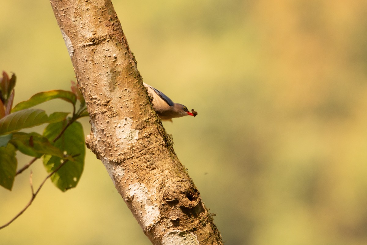 Velvet-fronted Nuthatch - ML633161004