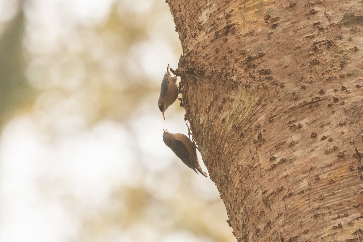 Velvet-fronted Nuthatch - ML633161008