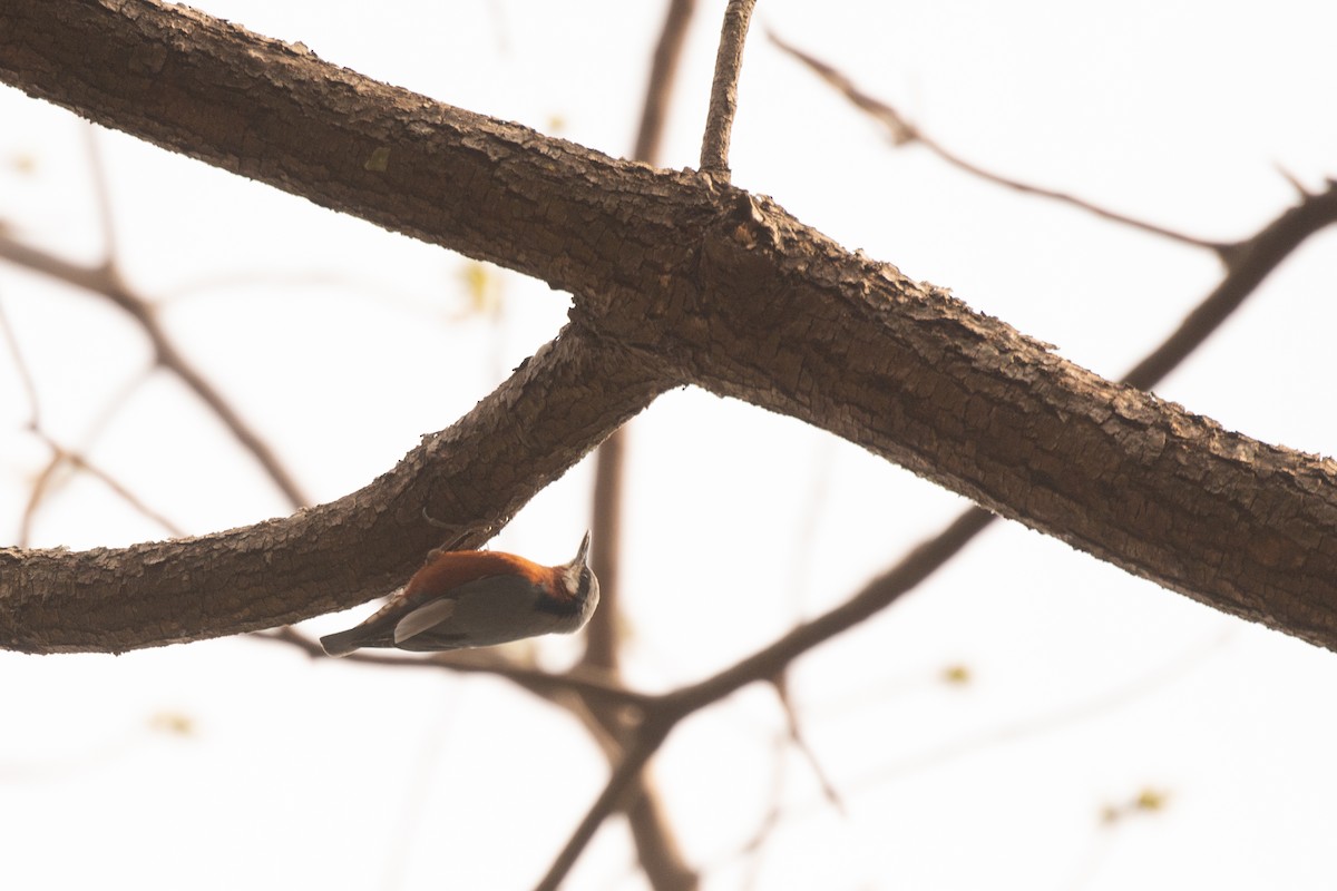 Chestnut-bellied Nuthatch - ML633161029