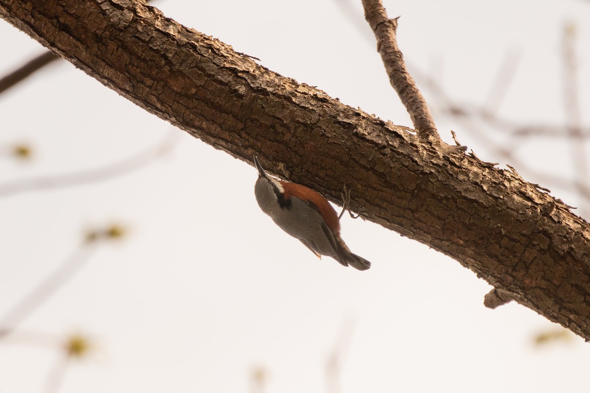 Chestnut-bellied Nuthatch - ML633161030