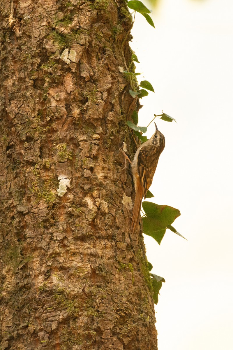 Sikkim Treecreeper - ML633161047