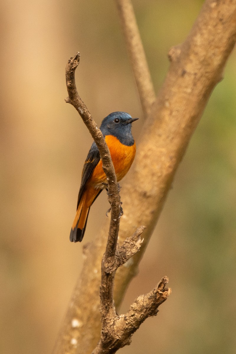 Blue-fronted Redstart - ML633161056