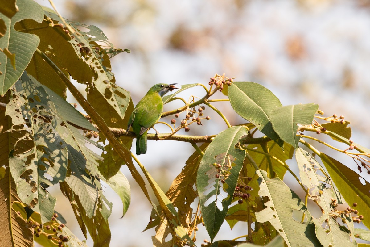 Orange-bellied Leafbird - ML633161093