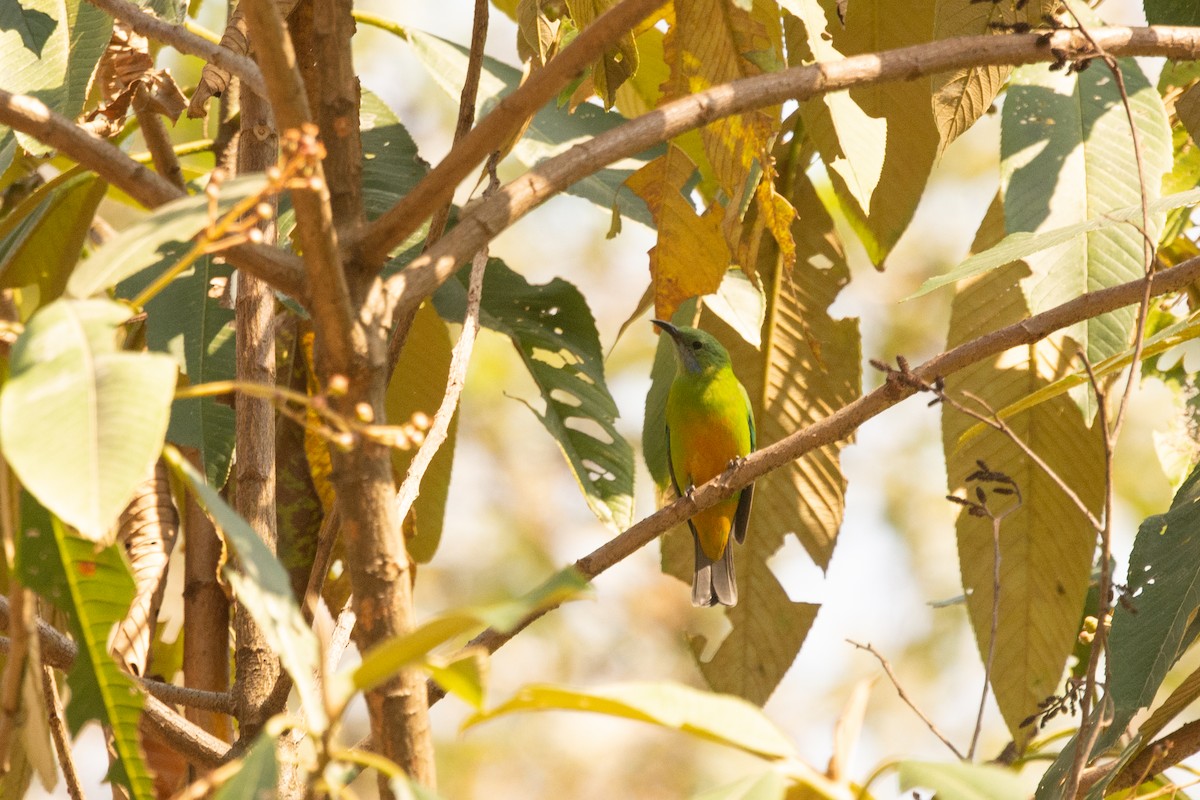 Orange-bellied Leafbird - ML633161094