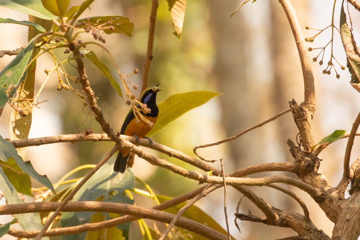 Orange-bellied Leafbird - ML633161095