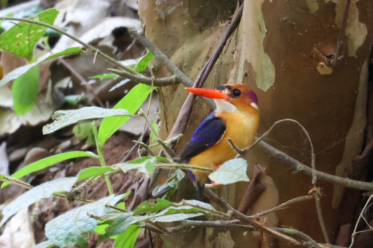 African Dwarf Kingfisher - ML633161104