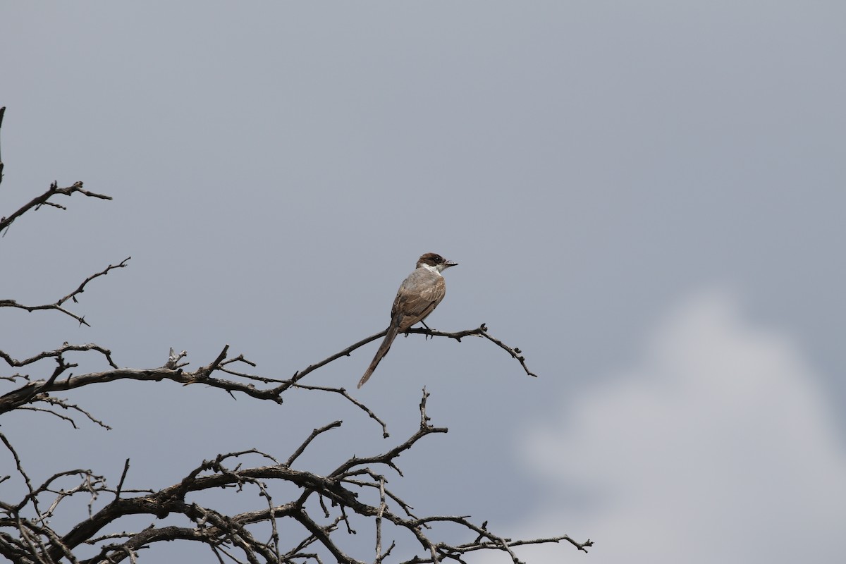Fork-tailed Flycatcher - ML633161121