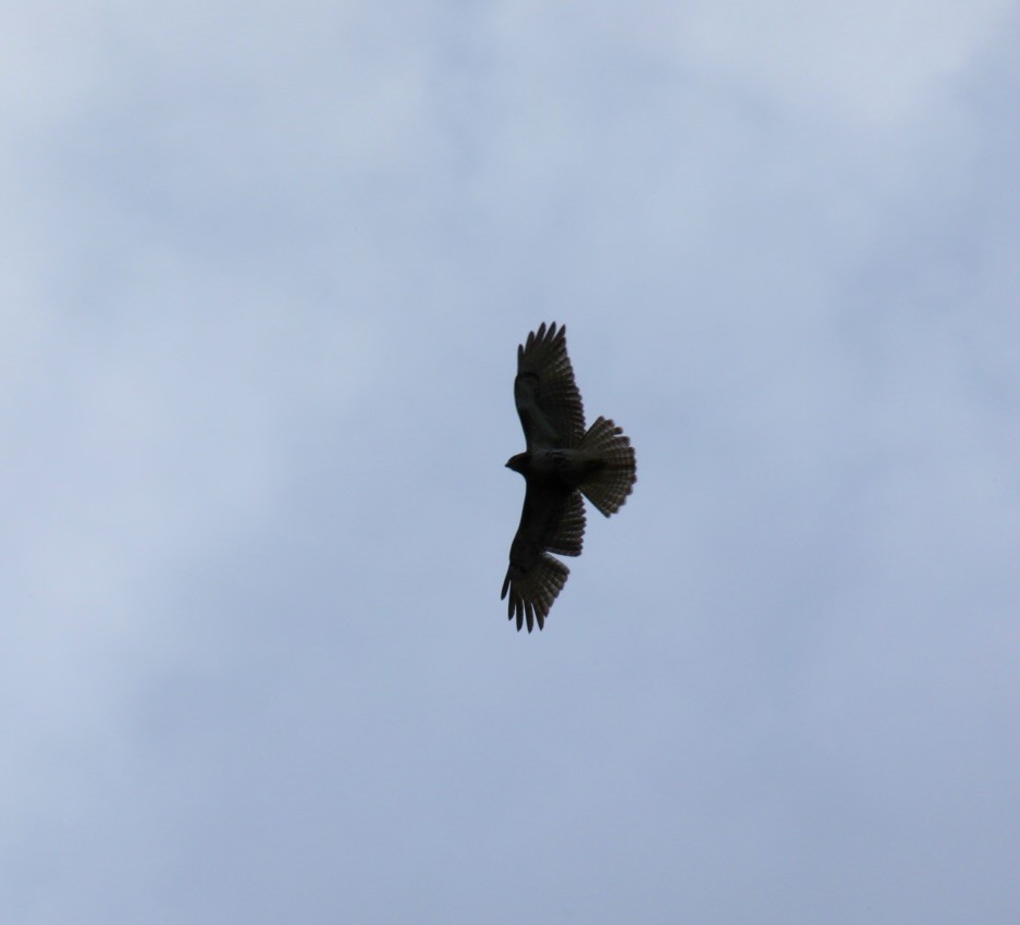 Red-tailed Hawk - ML633161235