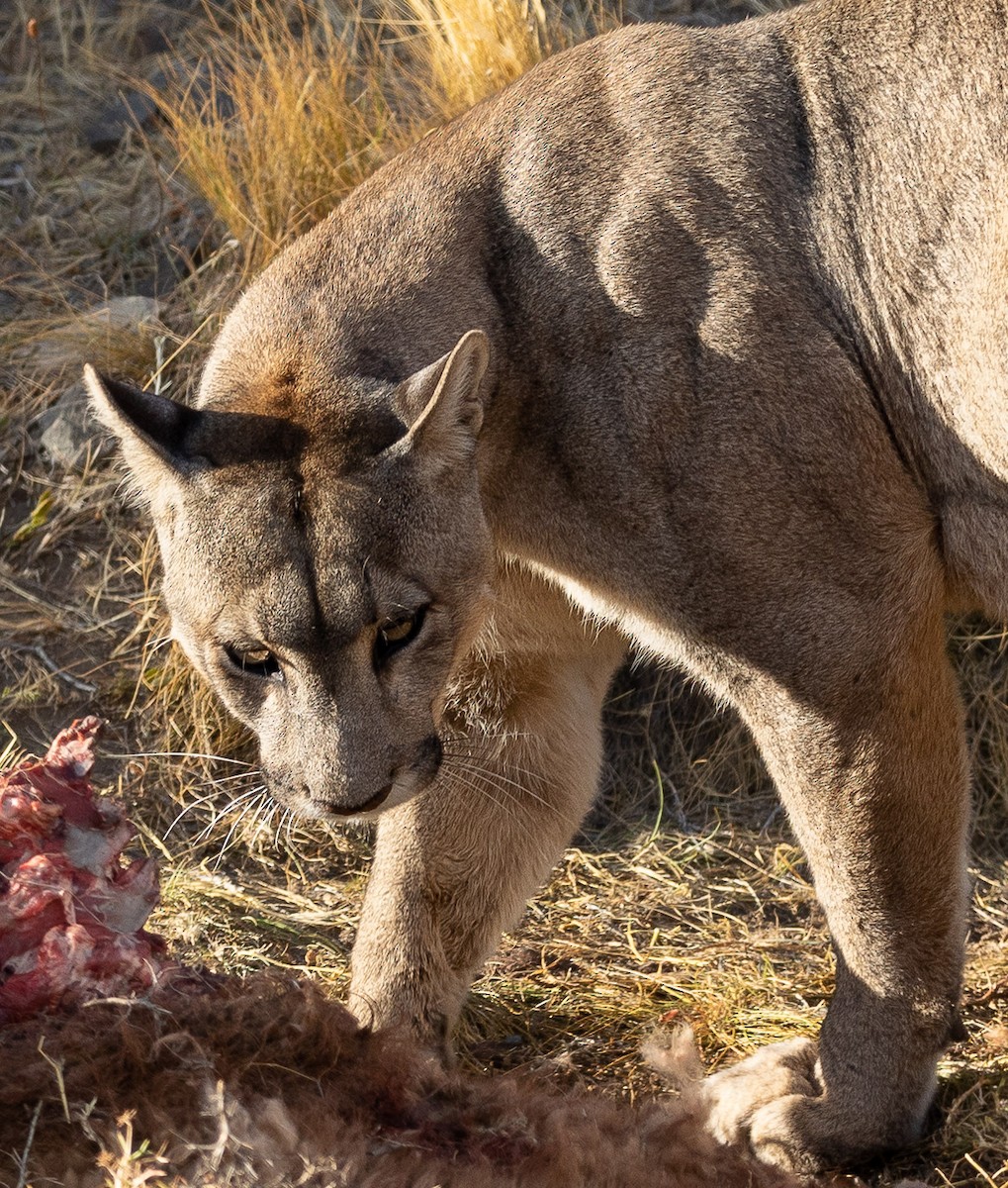 South American Mountain Lion - ML633161302