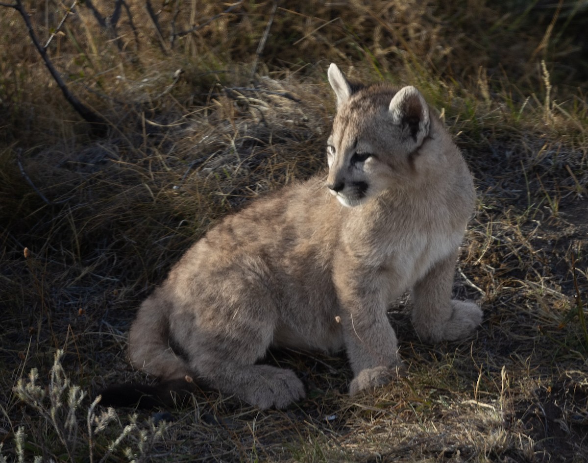 South American Mountain Lion - ML633161303