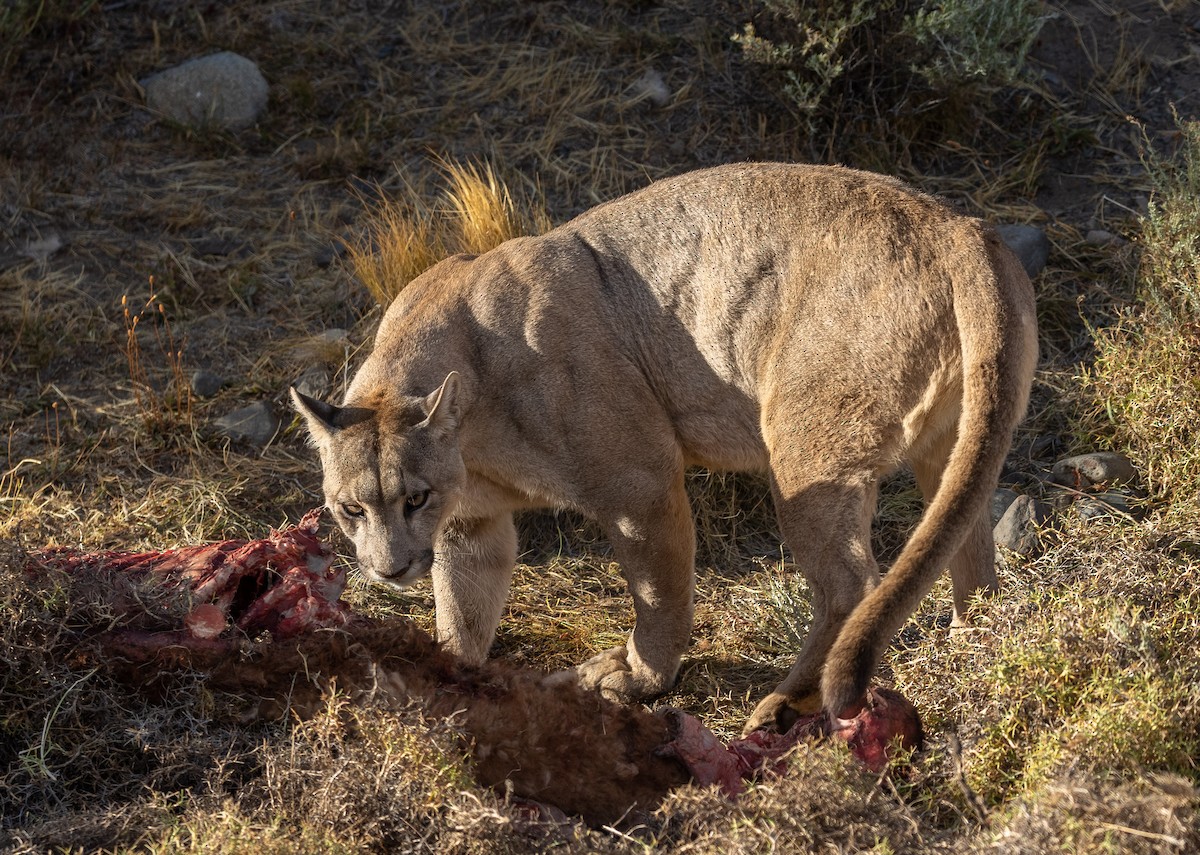 South American Mountain Lion - ML633161304