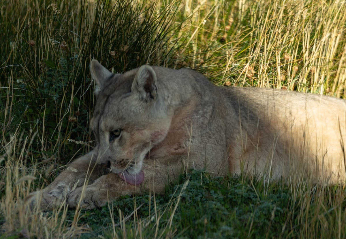 South American Mountain Lion - ML633161306